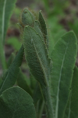 Meconopsis betonicifolia