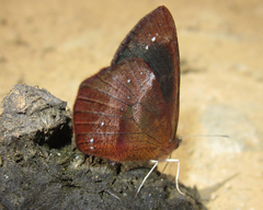 Lymanopoda obsoleta