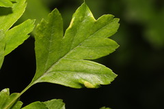 Phyllocoptes goniothorax