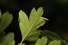 Phyllocoptes goniothorax