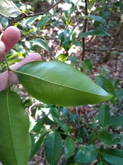 Huberantha nitidissima