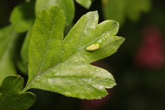 Phyllocoptes goniothorax