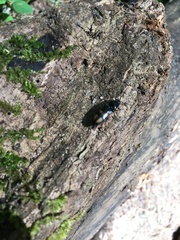 Selatosomus suckleyi