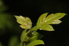 Podosphaera clandestina