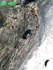 Selatosomus suckleyi