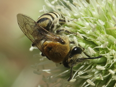 Colletes hylaeiformis