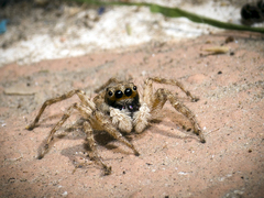Menemerus semilimbatus