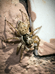 Menemerus semilimbatus