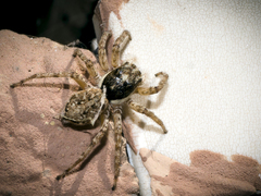 Menemerus semilimbatus