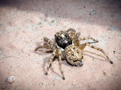 Menemerus semilimbatus