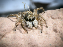 Menemerus semilimbatus