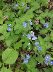 Veronica chamaedrys