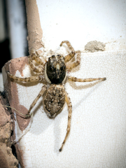 Menemerus semilimbatus