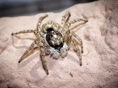 Menemerus semilimbatus