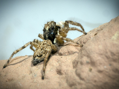 Menemerus semilimbatus