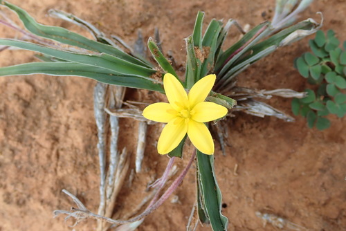 Hypoxis stellipilis (Hypoxis stellipilis)