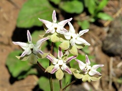 Asclepias stellifera image