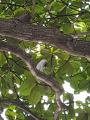 Cacatua goffiniana