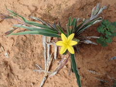 Hypoxis stellipilis