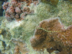 Corythoichthys haematopterus