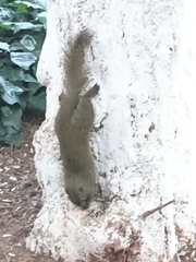 Callosciurus erythraeus