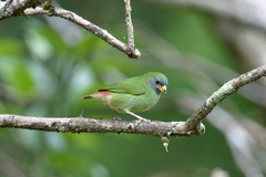 Erythrura pealii