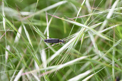Cantharis paradoxa