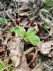 Lysimachia borealis