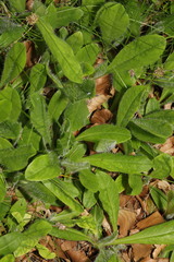 Pilosella aurantiaca