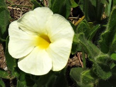 Thunbergia atriplicifolia