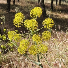 Foeniculum