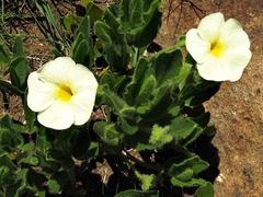 Thunbergia atriplicifolia