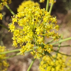Foeniculum