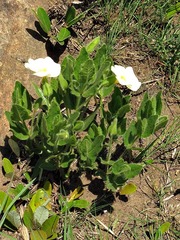 Thunbergia atriplicifolia