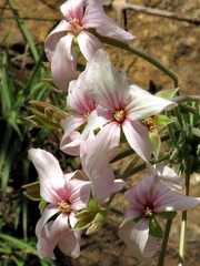 Pelargonium luridum image