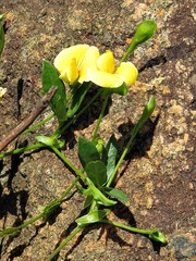 Zornia capensis capensis