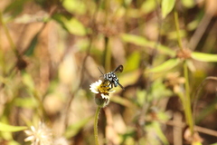 Thyreus himalayensis