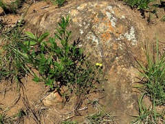 Zornia capensis capensis