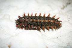 Zerynthia rumina
