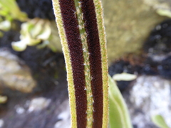 Elaphoglossum engelii