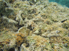 Corythoichthys haematopterus