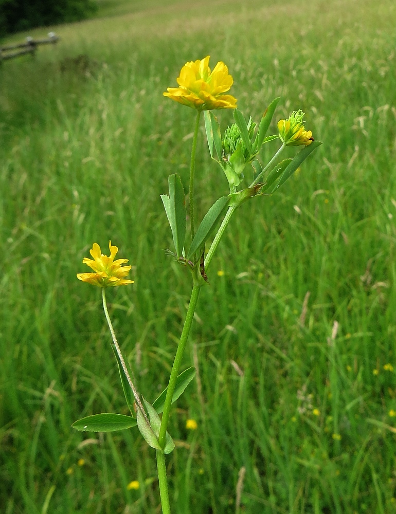 Trifolium patens