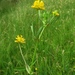 Trifolium patens - Photo (c) Alenka Mihoric, algunos derechos reservados (CC BY-NC), subido por Alenka Mihoric