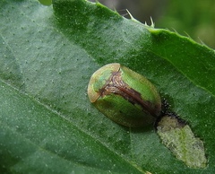Cassida vibex