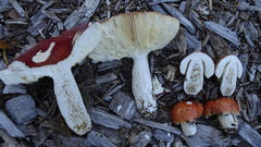 Russula paludosa