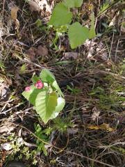 Acalitus longisetosus