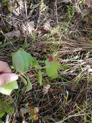 Acalitus longisetosus