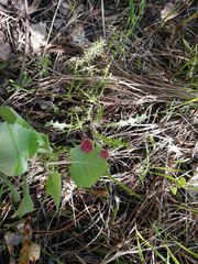 Acalitus longisetosus