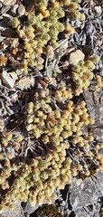 Pimelea sericeovillosa sericeovillosa