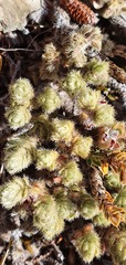 Pimelea sericeovillosa sericeovillosa